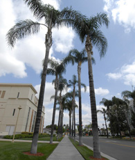 Palm trees on street