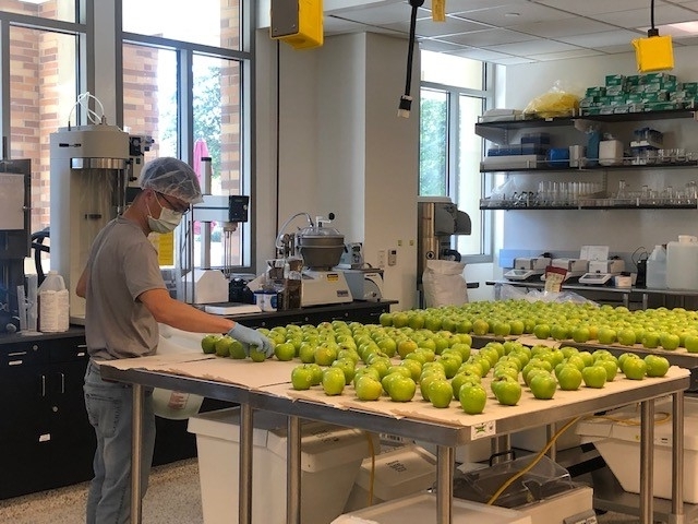 students working with apples in lab