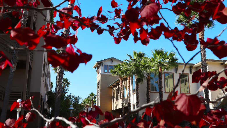 A housing community at Chapman University foregrounded by a red-leaved tree.