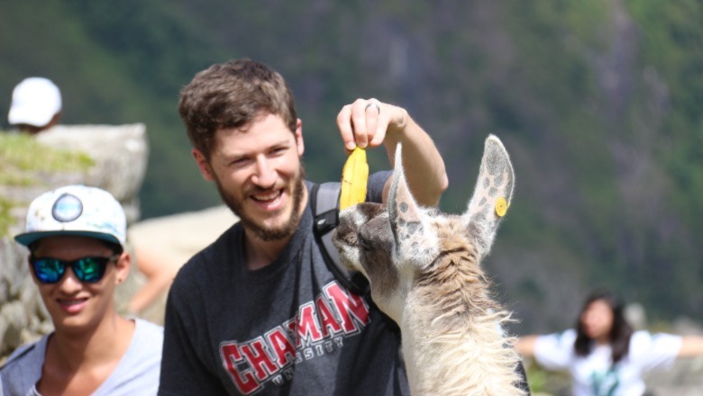 Cuzco Peru, student feeding an alpaca