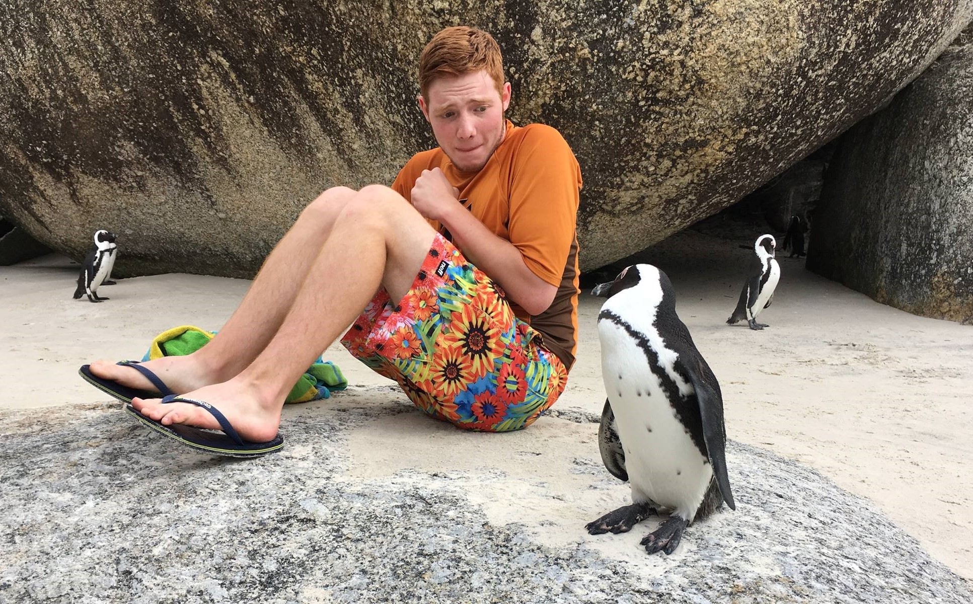 Male student on the beach with penguins